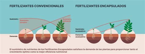 Diagrama que muestra la estructura de un gránulo de fertilizante de lenta liberación, con su recubrimiento semipermeable y la liberación gradual de nutrientes.