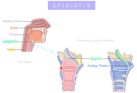 Esquema de la anatomía de la garganta con esófago y tráquea, mostrando la epiglotis