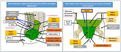 Esquema anatómico de la pelvis femenina mostrando la pelvis mayor y menor, y los estrechos del canal del parto.
