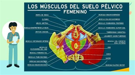 Ilustración detallada del suelo pélvico, incluyendo capas musculares superficiales y profundas.