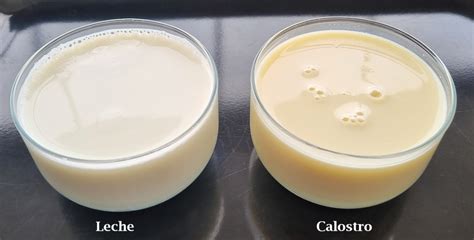 Infografía que compara la composición nutricional del calostro y la leche de cerda.