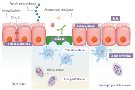 Esquema que muestra la estructura intestinal del lechón y la ventana de absorción de IgG del calostro.