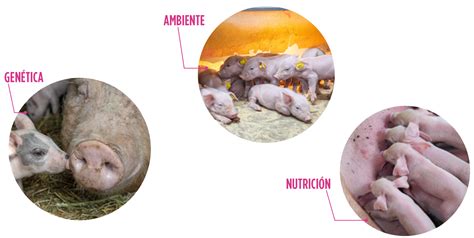 Tabla comparativa de la mortalidad pre-destete en lechones según la ingesta de calostro.