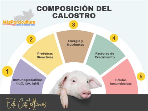 Ilustración de diferentes métodos de asistencia a lechones para el consumo de calostro.