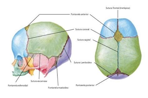 Esquema anatómico del cráneo del neonato mostrando la ubicación de la fontanela anterior y posterior y sus suturas asociadas.