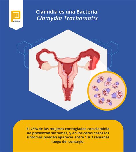 Esquema sobre la transmisión y afectación de la clamidia en los órganos reproductores masculinos y femeninos.