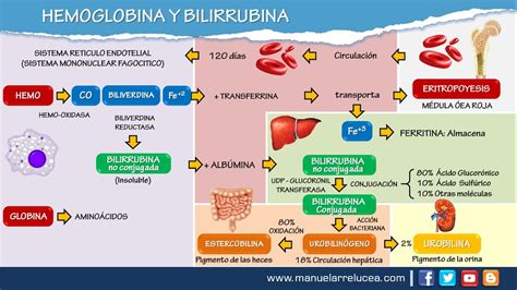 Infografía del proceso de síntesis y degradación de la hemoglobina