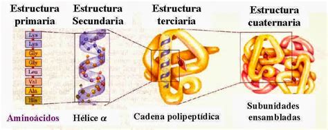 Diagrama de la estructura secundaria y terciaria de una cadena de globina