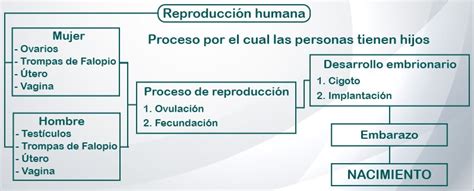 Esquema conceptual: La libertad individual frente a la regulación estatal en temas de reproducción humana.