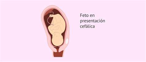 Ecografía que muestra la presentación cefálica fetal.