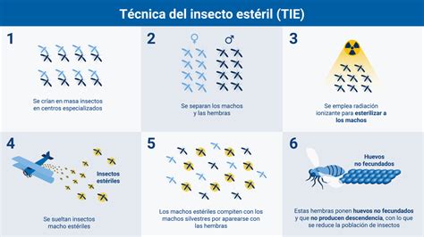 Infografía sobre el uso de la Técnica del Insecto Estéril (TIE)