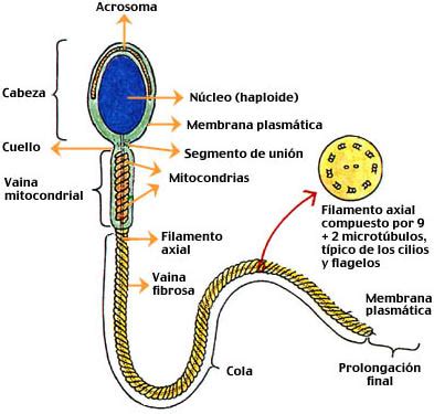 Esquema detallado de un espermatozoide con sus partes: cabeza, pieza intermedia y cola.