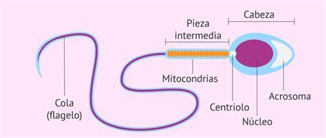 Micrografía electrónica de la pieza intermedia de un espermatozoide mostrando las mitocondrias helicoidales