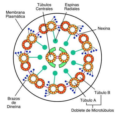 Esquema detallado del axonema con disposición 9+2 de microtúbulos
