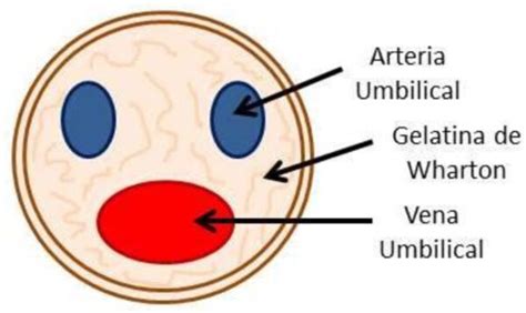 Anatomía del cordón umbilical con gelatina de Wharton, arterias y vena