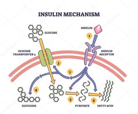 Diagrama: Mecanismo de acción de la insulina y la resistencia a la insulina