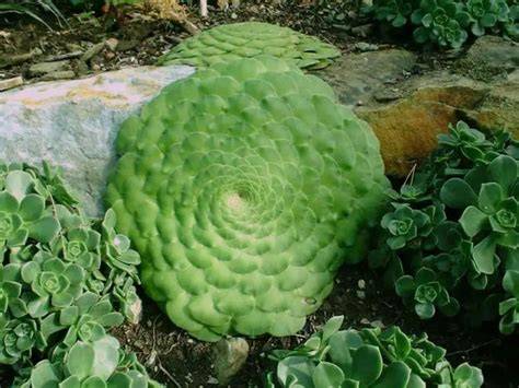 Foto de cerca de una roseta de Aeonium tabuliforme mostrando su forma plana y hojas en espiral