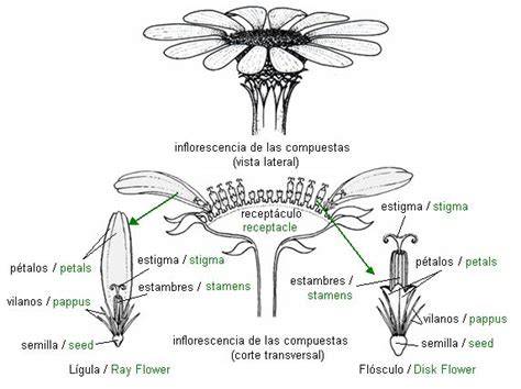 Esquema de la inflorescencia piramidal del Aeonium tabuliforme