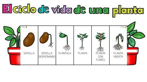 Infografía del ciclo de vida de una planta monocárpica, mostrando la floración y producción de semillas