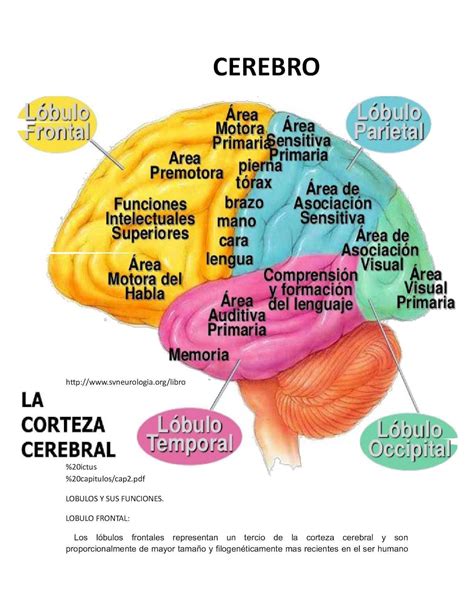 Esquema de las áreas del cerebro humano con sus funciones
