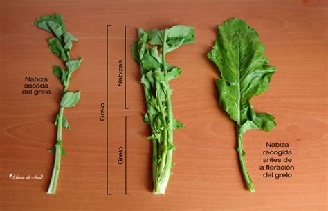 Ilustración comparativa de nabo, nabizas y grelos, mostrando sus diferencias morfológicas.