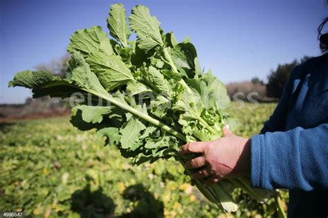 Imagen de grelos recién cosechados, listos para ser preparados.