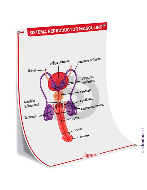 Diagrama general del sistema reproductor masculino y femenino en interacción