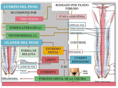 Esquema anatómico del pene, mostrando sus partes: raíz, cuerpo, glande, y la uretra.