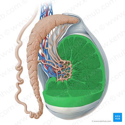 Ilustración de la anatomía interna del escroto y los testículos, mostrando los túbulos seminíferos.
