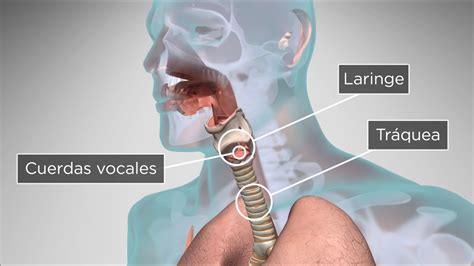 Diagrama del tracto vocal humano y la laringe en el proceso de canto