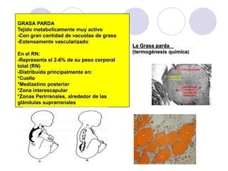 Esquema de la termogénesis en recién nacidos con la ubicación de la grasa parda