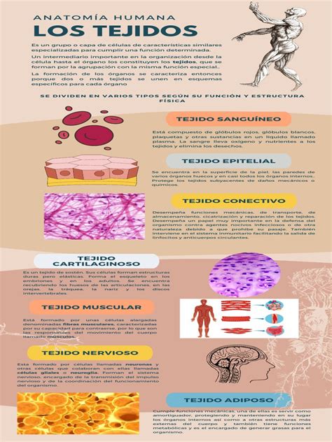 infografía sobre tipos de tejidos sostenibles y sus beneficios para la piel infantil