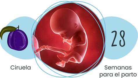 Fotografía o ilustración de un feto de 12 semanas de gestación