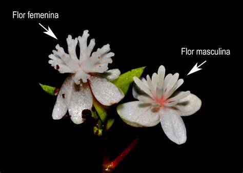 Detalle de las inflorescencias masculinas y femeninas del pinsapo en primavera.