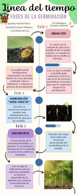 Infografía del ciclo de vida del pinsapo, incluyendo la fase de germinación.