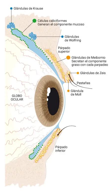 Esquema de las glándulas de Meibomio en el párpado