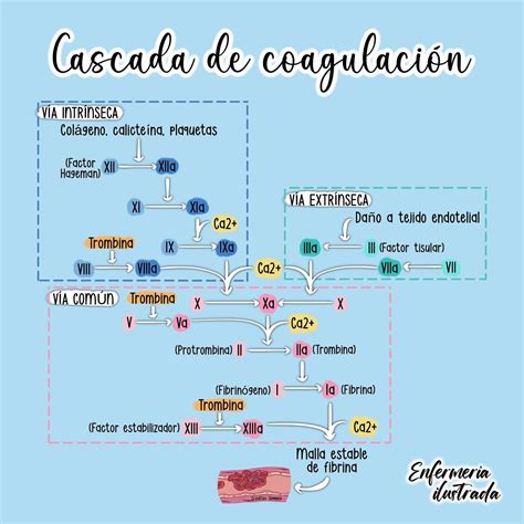 Esquema de la cascada metabólica en la asfixia: desde la hipoxia tisular hasta la acidosis metabólica y el fallo energético celular.