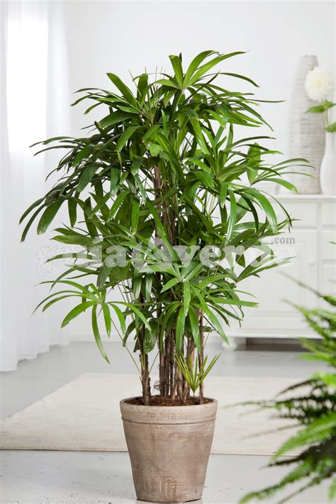 Raphis excelsa como planta de interior elegante