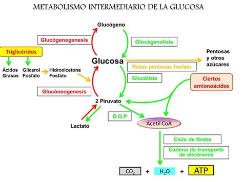 Diagrama de las vías metabólicas de la glucosa en el recién nacido