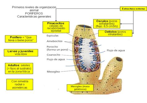 Esquema general de la anatomía de una esponja con sus componentes principales (ósculo, ostiolos, coanocitos, mesohilo)