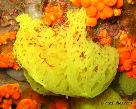Foto de Clathrina clathrus en su hábitat natural (fondo rocoso umbrío)