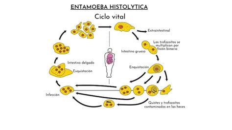 Diagrama del ciclo de vida de una esponja con desarrollo de gémulas y larvas (parenquímula/anfiblástula/celoblástula)