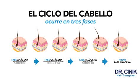 Esquema de las etapas de crecimiento y cambio del cabello en bebés