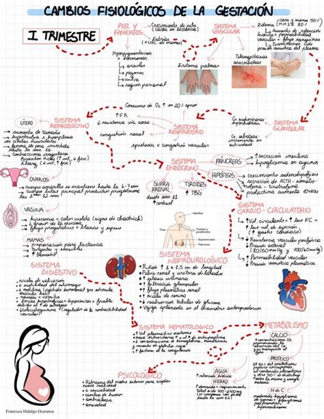 Diagrama esquemático de los cambios fisiológicos en el recién nacido durante la primera hora de vida.