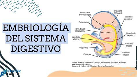 Esquema del sistema digestivo de un recién nacido mostrando la formación del meconio