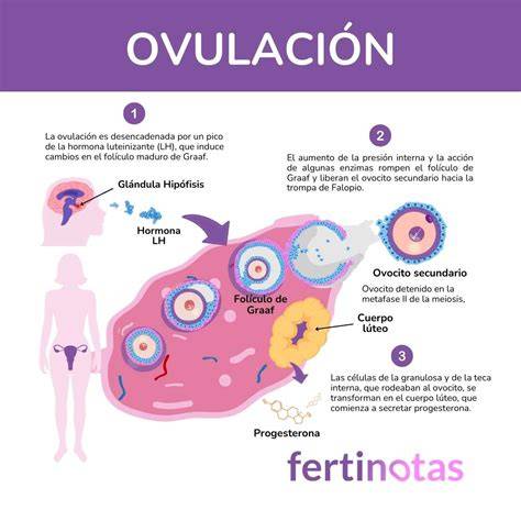 Esquema sobre la ovulación y la menopausia, con indicaciones de edad