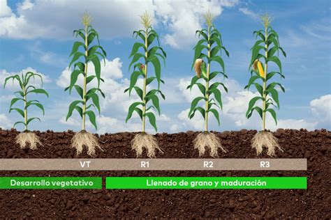 Campo de maíz con suministro adecuado de nitrógeno en la etapa V5.