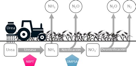 Ilustración de la descomposición de la urea recubierta de azufre.