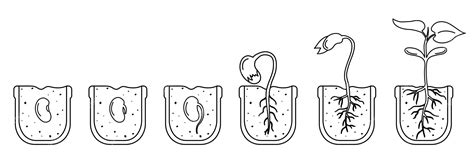 Ilustración del daño potencial a la germinación de semillas por aplicación localizada de urea.