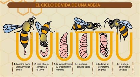 Esquema del ciclo de vida de una abeja reina